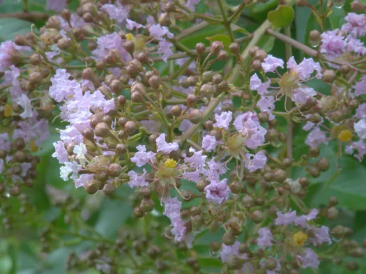 Botanische tuinen Münster (Duitsland)